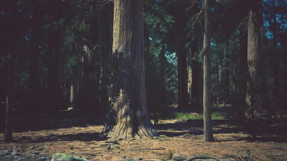 Early Morning Sunlight in the Sequoias of Mariposa Grove