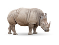Single Large Rhinoceros Isolated on White. - PhotoDune Item for Sale