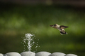 Hummingbird in Flight - PhotoDune Item for Sale