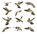 Set of Twelve Hummingbird in Flight Isolated on White. - PhotoDune Item for Sale
