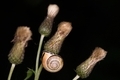 Snail and thistle  - PhotoDune Item for Sale