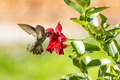 Hummingbird in Flight - PhotoDune Item for Sale