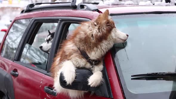 Husky Dog Climbed Out of the Window of a Red Car