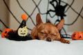preparing and celebrating Halloween at home with pets dogs with costumes hats and cobwebs - PhotoDune Item for Sale