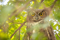 The Yellow Eyed Great Horned Owl Resting In The Tree - PhotoDune Item for Sale