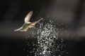 Hummingbird in Flight - PhotoDune Item for Sale