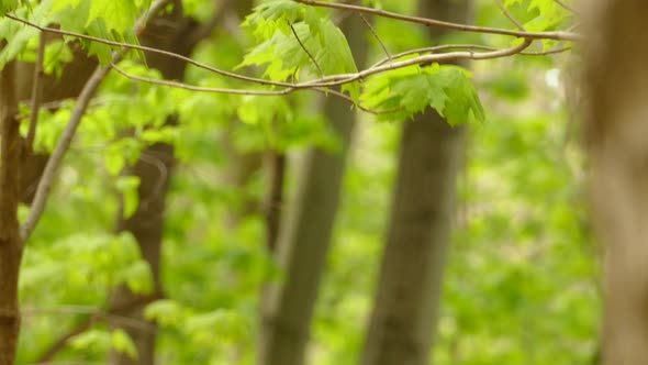 bird perched on a tree branch. Prothonotary warbler on broken twig. birds in the wild forest