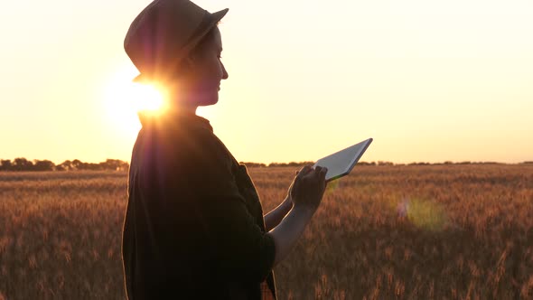 A Woman Farmer Exploring the Wheat Crop Using a Tablet, Agronomist, Technologies in Agriculture