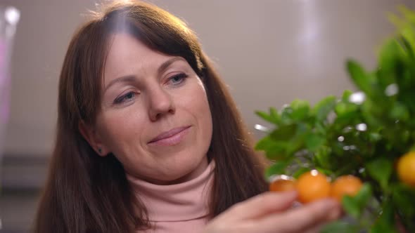 Closeup Portrait of Smiling Happy Woman Admiring Citrus Fruits on Potted Decorative Plant Caressing