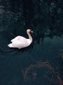 White swan  - PhotoDune Item for Sale