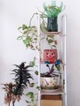 House plants - PhotoDune Item for Sale