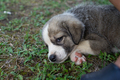 Cute Dog - PhotoDune Item for Sale