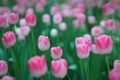 Pink tulips - PhotoDune Item for Sale