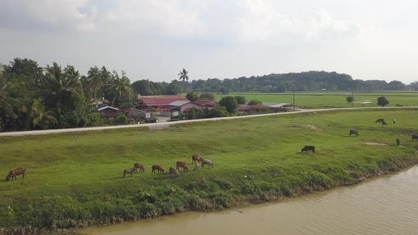 Cows grazing grass beside river
