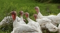 White turkeys  - PhotoDune Item for Sale