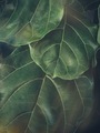 Leafy moody background - PhotoDune Item for Sale