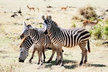 ee zebras intent on browsing