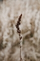nature - PhotoDune Item for Sale