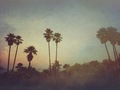 California vintage landscape with palm trees - PhotoDune Item for Sale