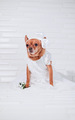 cute little red dog in a white dress with a bouquet of flowers on a white background - PhotoDune Item for Sale