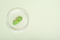 mint leaves in petri dish over green background,  peppermint as cosmetic and drug ingredient, - PhotoDune Item for Sale