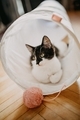 Shy kitten  - PhotoDune Item for Sale