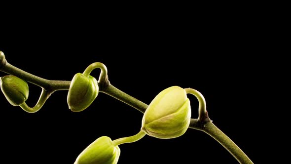 Timelapse of Opening Three Orchid Flowers  on Black Background