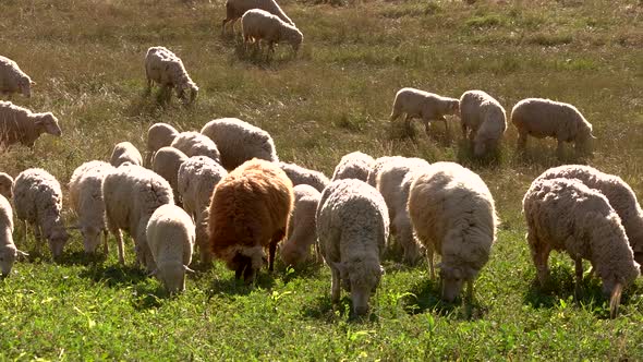 Flock of Sheep Eating Grass.