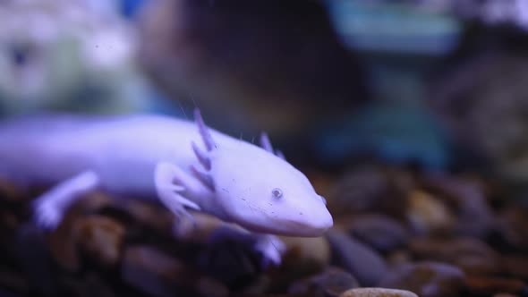 Axolotl At The Bottom Of The Aquarium With Backlight
