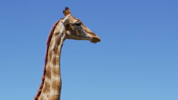 Close Up Footage of Wild Giraffe African Giraffe