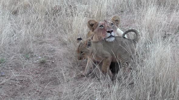 A tiny lion cub gives head rubs to an older sibling in the wild of Africa.