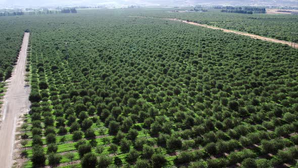 Flying backwards over rows of trees