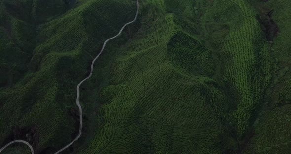 AERIAL: Tea fields in Cameron Highlands