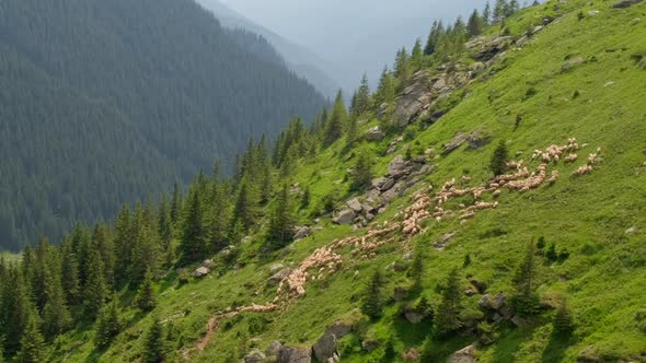 Big Herd of Sheeps Grazing in Mountains