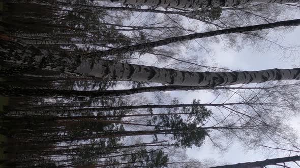 Vertical Video of the Birch Forest with Birches in the Afternoon