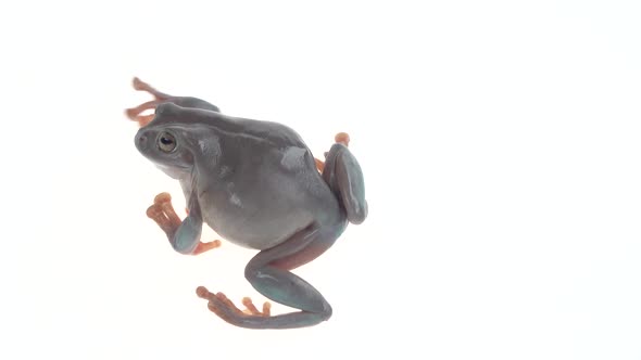 Australian Green Tree Frog Portrait Against White Background