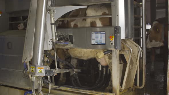 Technological milking machine. Hygienic milking.