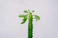 Houseplant Euphorbia trigona with leaves on top - PhotoDune Item for Sale