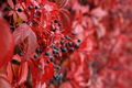 Parthenocissus in autumn with red leaves on fence - PhotoDune Item for Sale