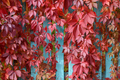 Parthenocissus in autumn with red leaves on fence - PhotoDune Item for Sale