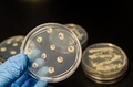 antibiotic sensitivity test and bacterial culture plate - PhotoDune Item for Sale