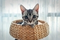 Little Cat - PhotoDune Item for Sale