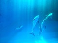 Dolphins - PhotoDune Item for Sale