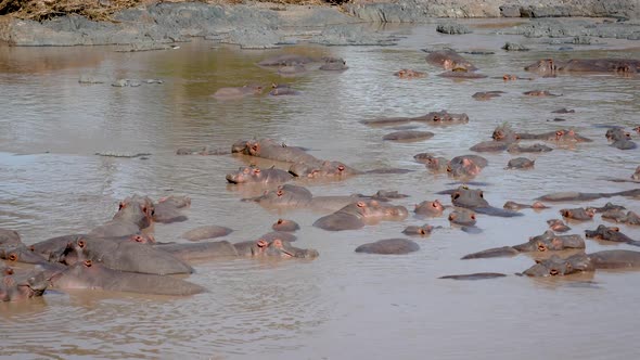 Panorama Rookery Huge Herd Of Hippos In The African Mara River With Brown Water