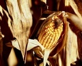 Fall corn - PhotoDune Item for Sale