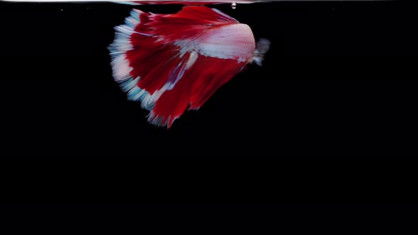 Siamese fighting fish (Betta splendens) alt