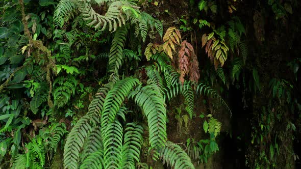 Beautiful view of the large leaves of ferns in a tropical forest