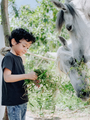 a boy is feeding a horse - PhotoDune Item for Sale