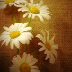 Daisies On Burlap Sack Background - VideoHive Item for Sale