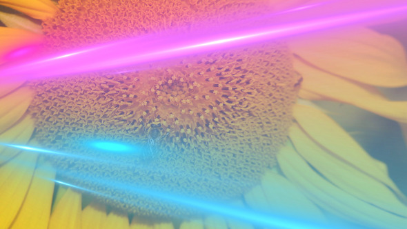 Light Transitions 1 (6 pack) alt